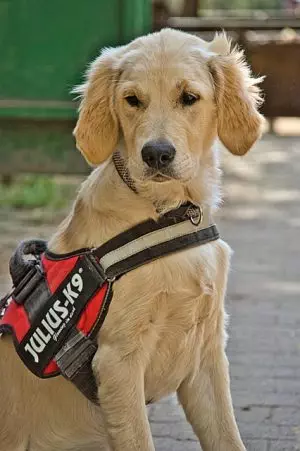 tactical-dog-harness-640x480-6027552.jpeg