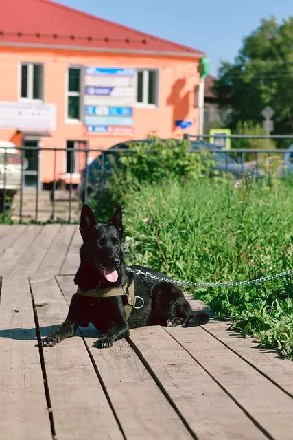 tactical-dog-harness-640x480-66931417.jpeg