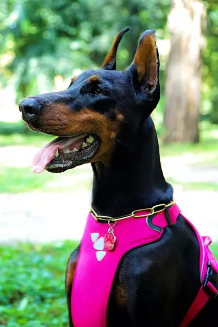 tactical dog harness