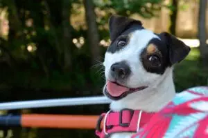 tactical-dog-harness-640x480-94104681.jpeg
