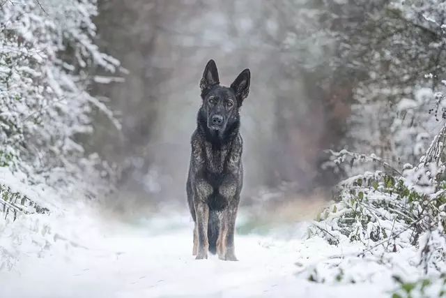 tactical dog vest