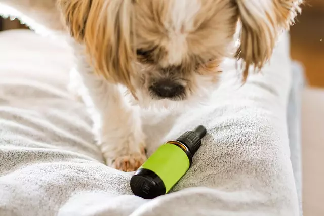 Best CBD Edibles