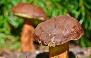 best-cbd-edibles-640x480-69488672.jpeg