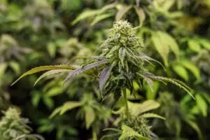 best-cbd-edibles-640x480-90846199.jpeg
