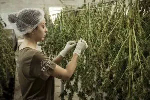 cbd-pain-relief-cream-640x480-38885982.jpeg