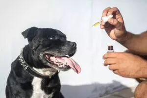 cbd-pain-relief-cream-640x480-58703531.jpeg