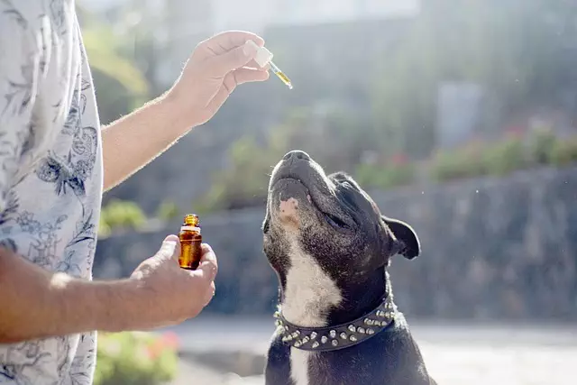 cbd-vape-cartridge-640x480-34401252.jpeg