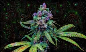 delta-8-thc-near-me-640x480-44265891.jpeg