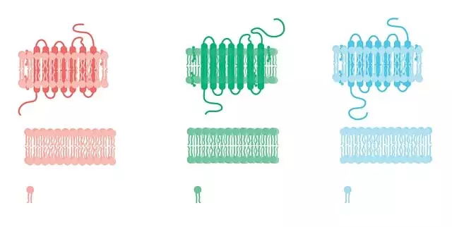 Fat Cell Freezing