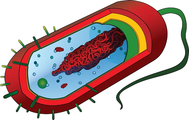 Fat Cell Freezing