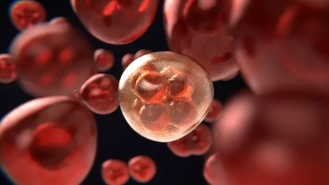 Freeze Fat Cells