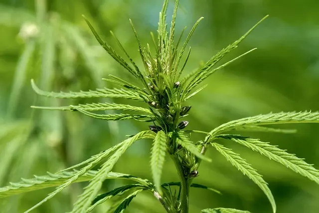 full-spectrum-hemp-oil-640x480-3665794.jpeg