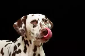 heated-dog-house-640x480-53966249.jpeg
