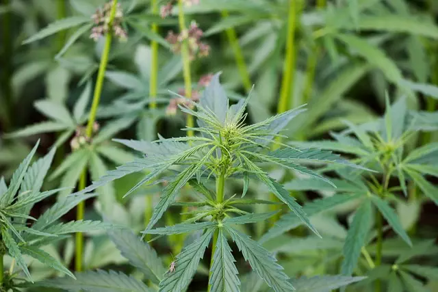 Hemp Terpenes for Sale