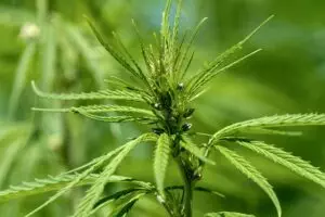 hemp-terpenes-for-sale-640x480-98710092.jpeg