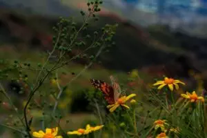 insect-control-services-640x480-1481547.jpeg