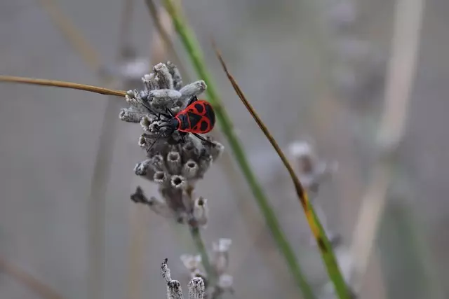 insect control services