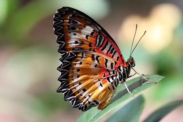 insect control services