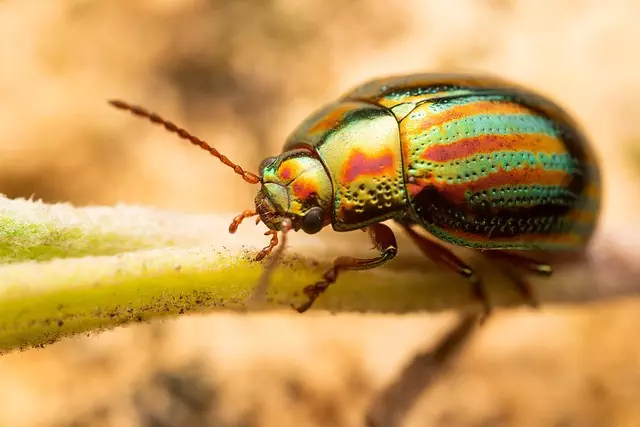 insect control services