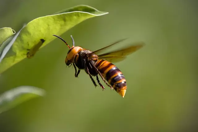 insect control services