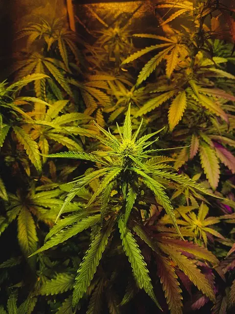 ko-blend-thc-vape-640x480-96509569.jpeg