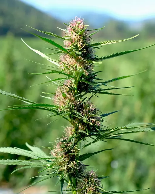 Mint Flavored CBD Tincture