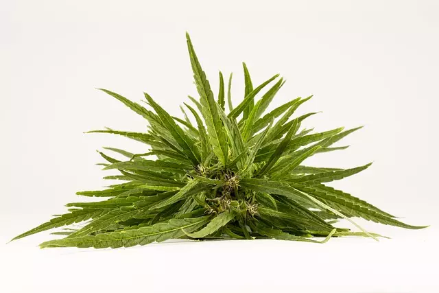 Morpheus8 Treatment Duration