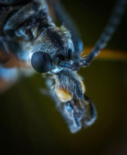 mosquito-and-tick-control-640x480-36038527.jpeg