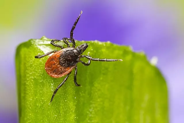 mosquito-and-tick-control-640x480-60946115.jpeg