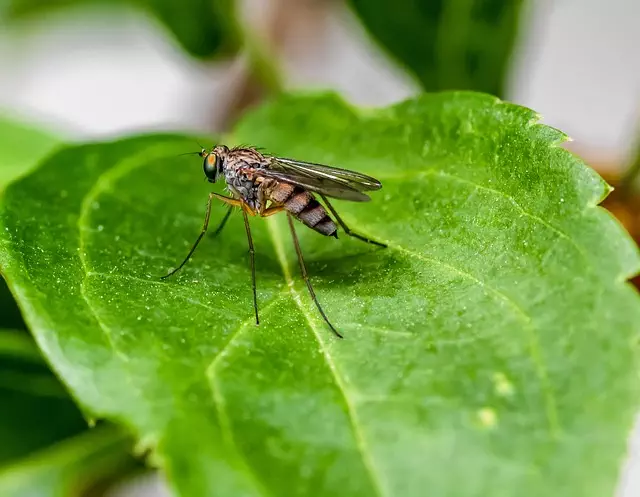 mosquito and tick control
