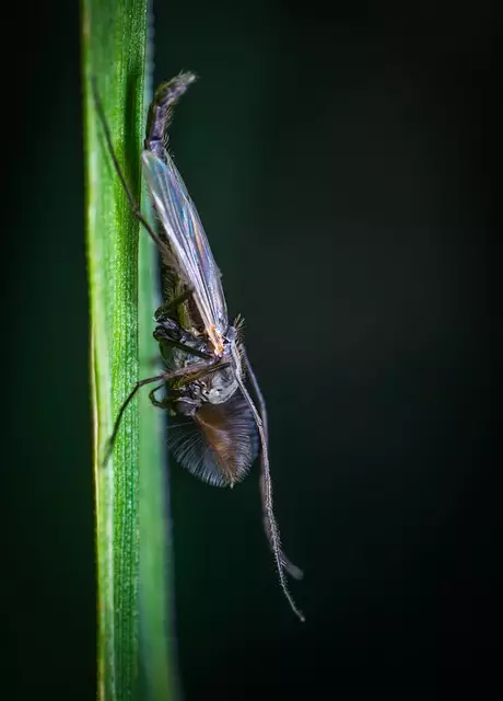 mosquito-control-640x480-11708321.jpeg
