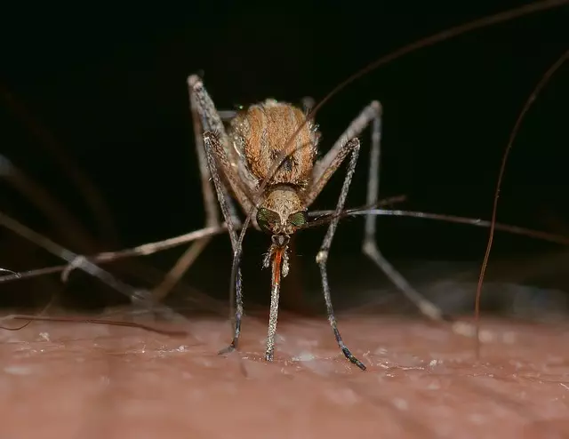 Mosquito Control