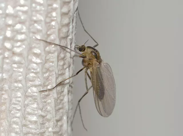 Mosquito Control