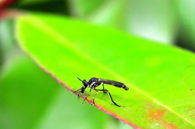mosquito-control-640x480-664682.jpeg