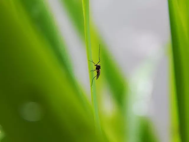 Mosquito Control