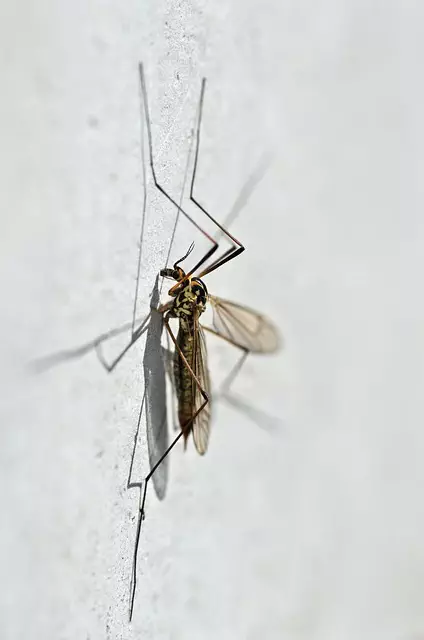Mosquito Control