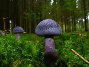 mushroom-gummies-for-focus-640x480-55991000.jpeg