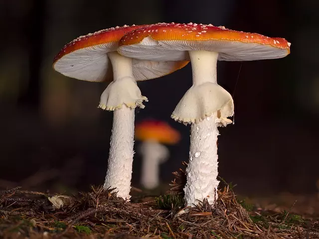 Mushroom Gummies for Focus