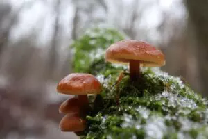mushroom-gummies-for-focus-640x480-66105230.jpeg