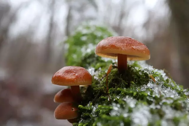 mushroom-gummies-for-focus-640x480-66105230.jpeg