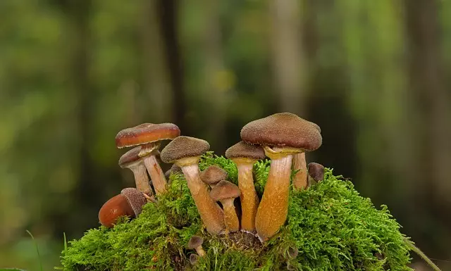 Mushroom Gummies for Focus