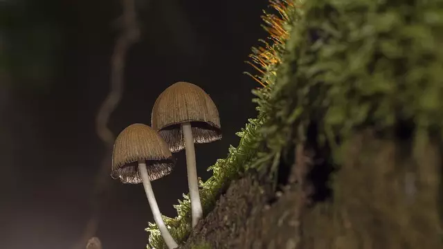 Mushroom Gummies for Focus