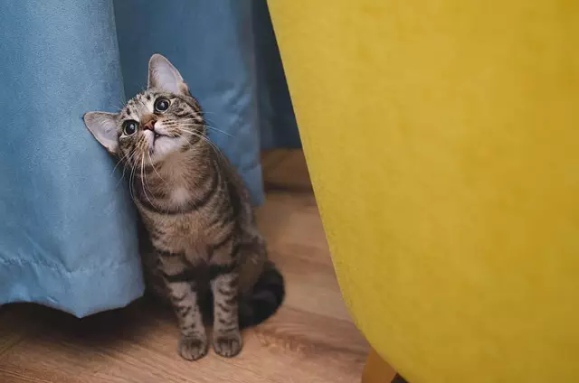 online pet marketplace