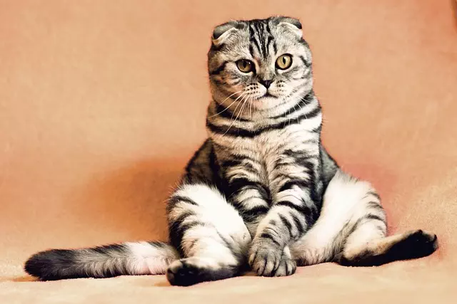 online-pet-marketplace-640x480-3543727.jpeg