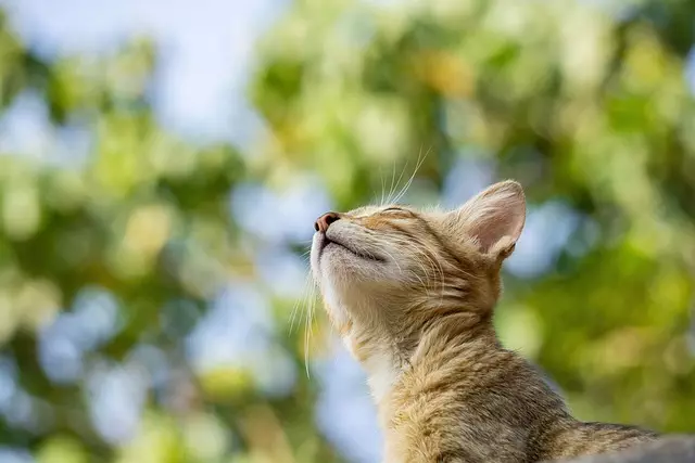 online-pet-marketplace-640x480-85264595.jpeg