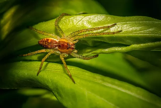 pest-exterminator-640x480-11501983.jpeg