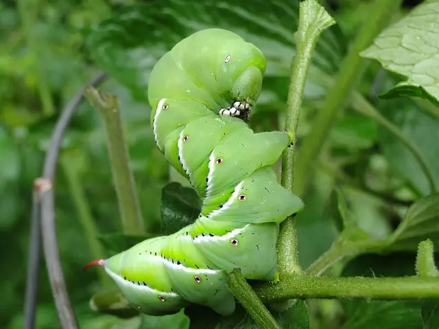 pest exterminator