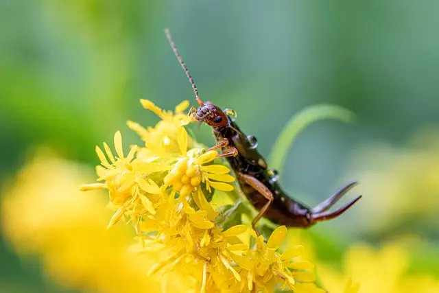 pest exterminator