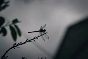 pest-exterminator-640x480-83316273.jpeg