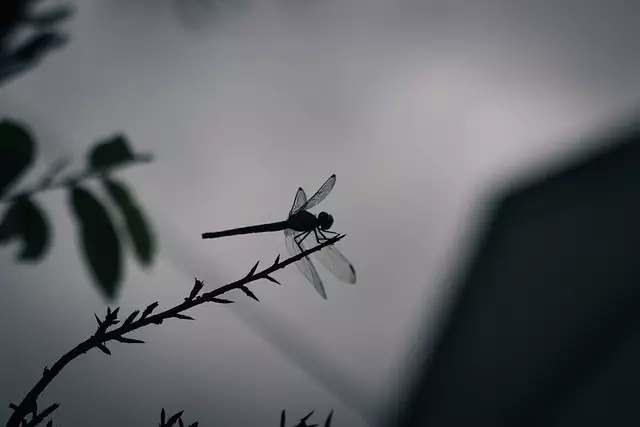 pest-exterminator-640x480-83316273.jpeg
